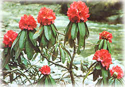 Rhododendrons ; rhododendron.jpg