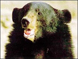 Himalayan Black Bear ; sagarmatha_bear.jpg