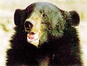 Himalayan Black Bear - click for more detail