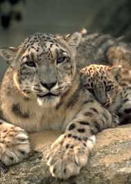 Snow Leopards ; snowleopard.jpg