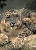 Snow Leopards - click for more detail