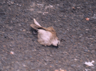 Dead bird.